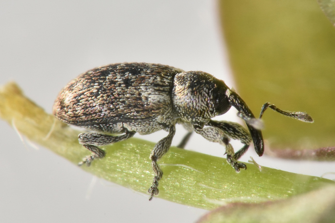 Curculionidae: Smicronyx sp.?  S, Smicronyx jungermanniae